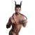 Tailz Devil Tail Anal Plug & Horns Set ördögi szett